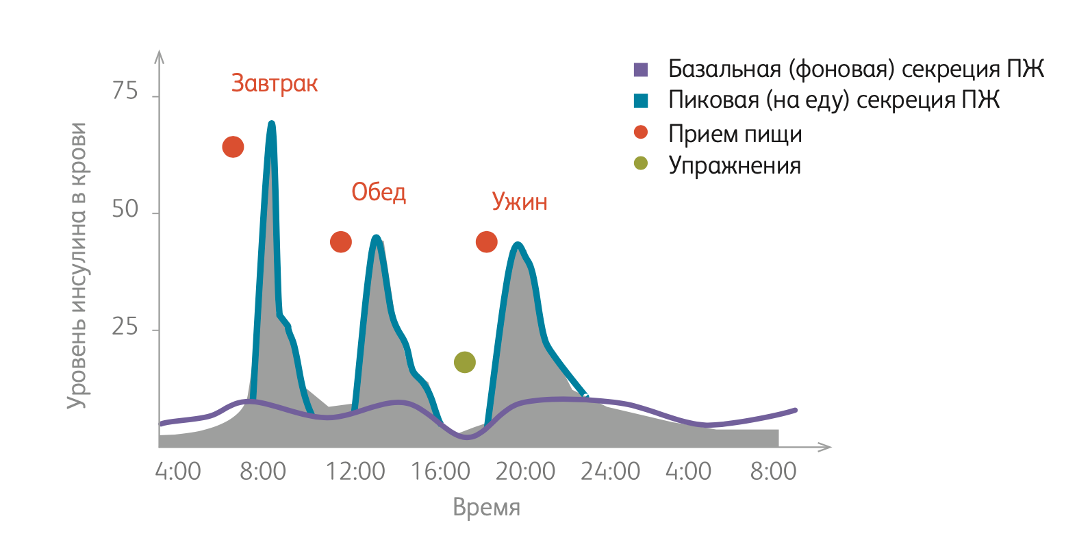 Работа здоровой поджелудочной железы